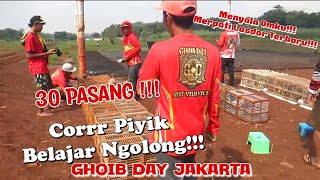 MERPATI LOSDOR 🔥 CORRRR PIYIKK 30 PASANG TIM GOIB DAY JAKARTA 🔥