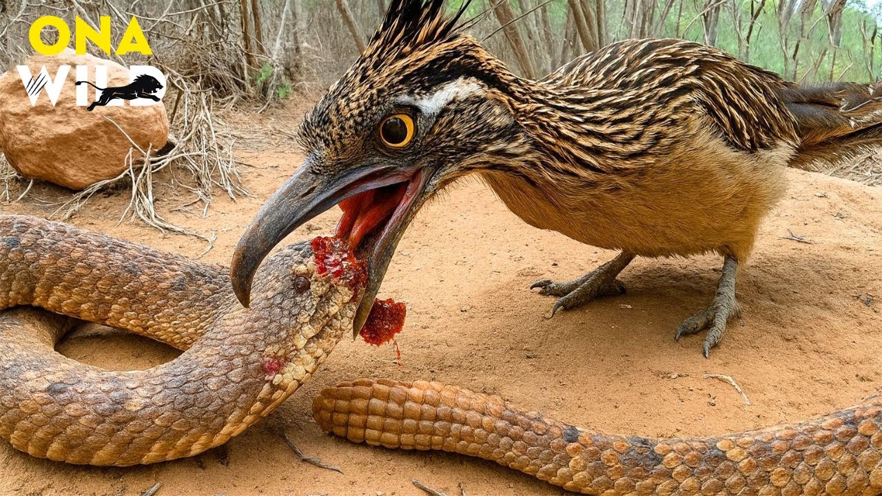 WILD SOUTHWEST | Born to Run – Roadrunner vs. Rattlesnake | 