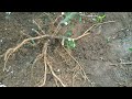 Dongkel Bahan Bonsai Sianci