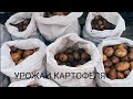 ВЫКОПАЛИ КАРТОШКУ/ НОВАЯ ПЕЧЬ ДЛЯ СКОТДВОРА СВОИМИ РУКАМИ/