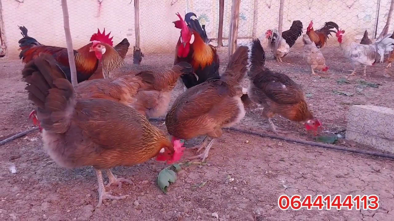 أجمل سلالات الدجاج البياض ماشاء الله اللهم زد وبارك من مزرعة التعاونية الفلاحية السمنات،0644144113.