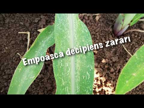 Video: Bahçelerde Molokhia Yetiştiriciliği - Mısır Ispanak Bitkileri Yetiştirmek İçin İpuçları