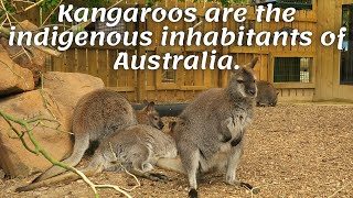 Kangaroos are the indigenous inhabitants of Australia.