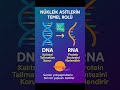Nükleik Asitler #NükleikAsit #DNA #RNA #Genetik #Biyoloji #gen #polipeptid #bidünyabiyoloji