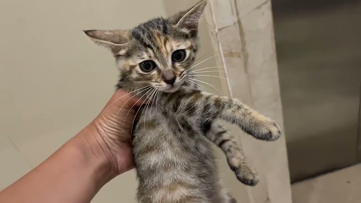 七夕节差点又捡只猫，还好小猫看起来很健康，当场就被领养了