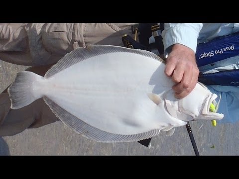 Flounder Fishing 