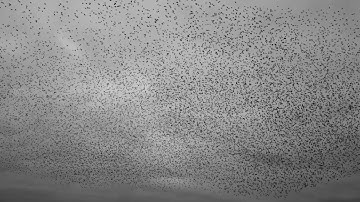 A spellbinding murmuration beautifies the sky above a village in England || WooGlobe
