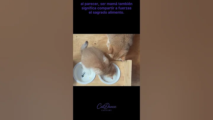 Video 10868071: british shorthair golden cat, gato british shorthair