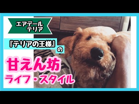 パパが大好きすぎるエアデールテリア、ジェイ君。あの手この手で甘えます。The Airedale terrier which daddies love