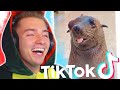 Die LUSTIGSTEN TIERE auf TIKTOK! #1