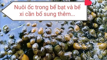 kỹ thuật nuôi ốc nhồi trong bể bạt và bể xi cần bổ sung thêm.....