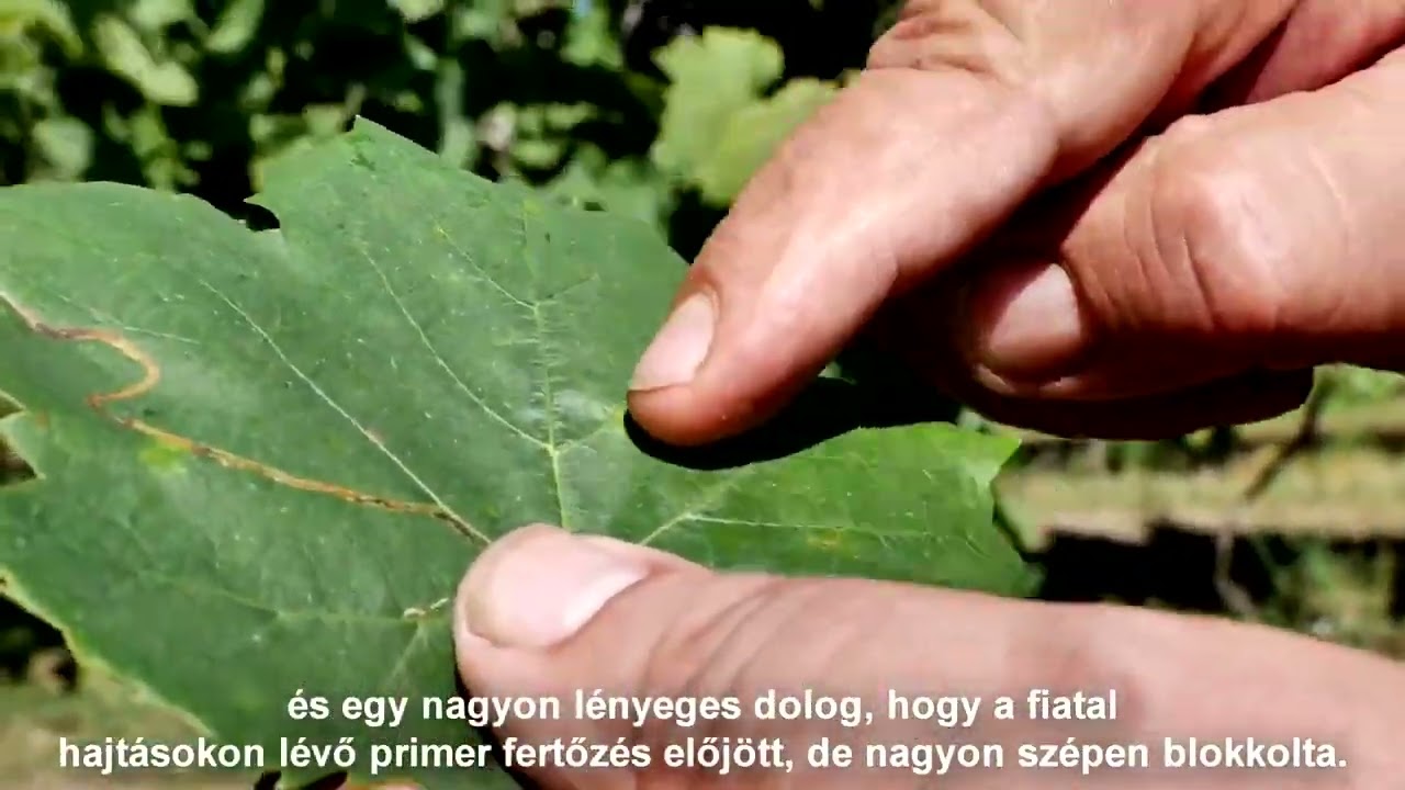 Zorvec™ Zelavin® Bria   Termelői ajánló (Jaksa Imre, kertészmérnök)