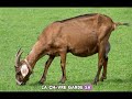 4. La différence entre chèvre et moutons