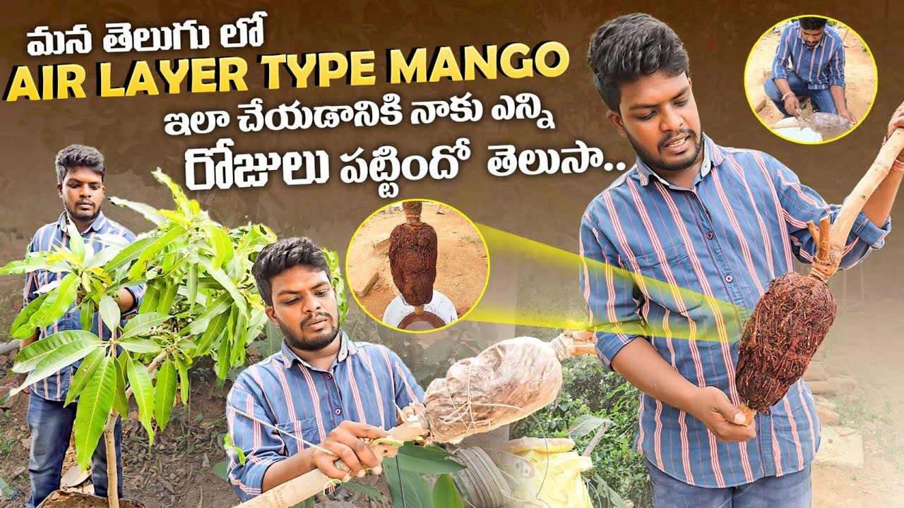 మామిడి చెట్టు కొమ్మకు వేర్లు వస్తే ఇలా ఉంటుంది Part 2| Air layer mango tree Telugu