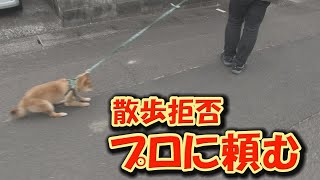 Download Lagu 全く言うことを聞かなかった柴犬が、劇的な変化を見せました。 MP3 Download Lagu 全く言うことを聞かなかった柴犬が、劇的な変化を見せました。 MP3
