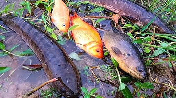 Bắt cá ngoài ruộng, cá sộp, cá rô đồng, cá dọn bể, cá trê, cá chép và các loại cá nước ngọt