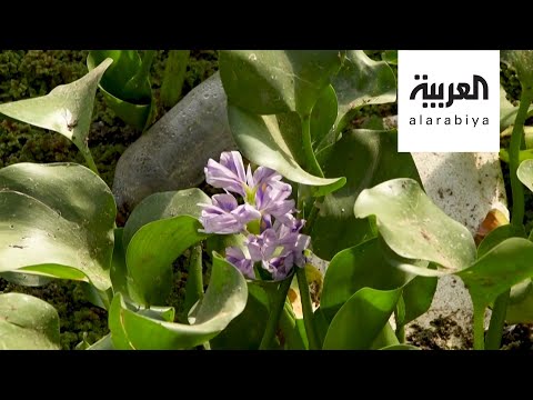 ما قصة زهرة النيل الجميلة التي تهدد ثروة العراق السمكية