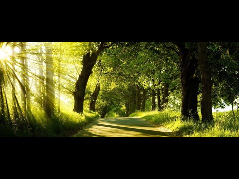 Nature Bliss - Relaxation Music with nature \u0026 Peace Of Mind-  Therapy  music