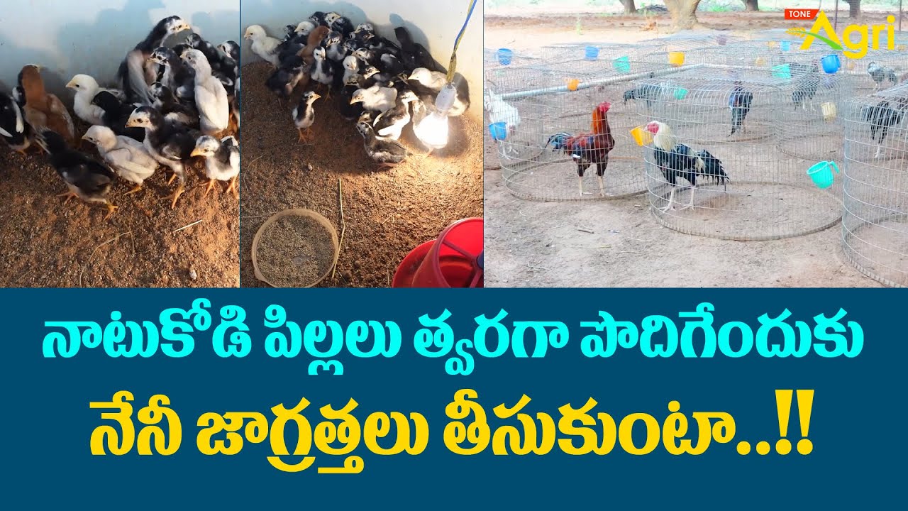 Natu Kodi Chicks | నాటుకోడి పిల్లలు త్వరగా పొదిగేందుకు నేనీ జాగ్రత్తలు తీసుకుంటా..!! Tone Agri