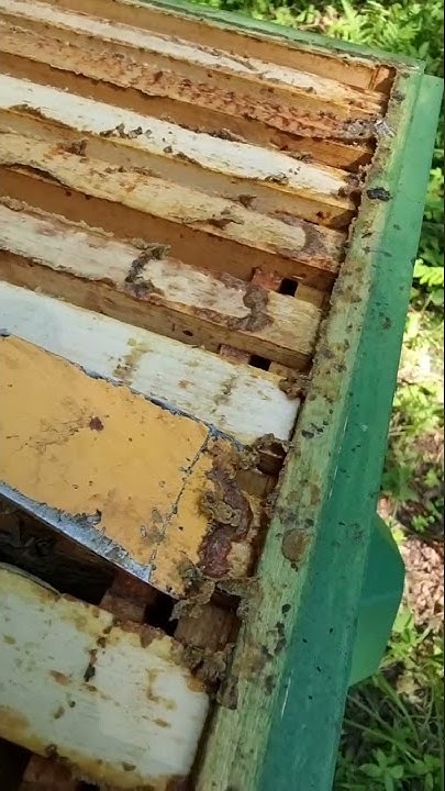 Прополис пчелиный-клей/Владимир Жданов 🐝⚕️ - YouTube