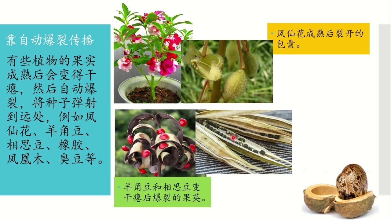 植物的传播方法 Youtube