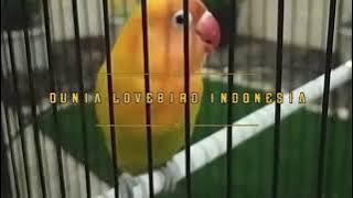 Lovebird Betina || Masteran Lovebird Fighter Durasi 1 Menit🆙🆙