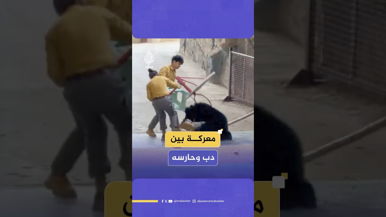 دب يهاجم حارسًا خلال عرض تدريبي، وطاقم الحديقة يتدخل بسرعة لإنقاذه.