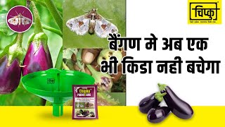 Brinjal pheromone trap leucinodes Orbonalis ( Fruit & Shoot Borer) Science Ka Kamal