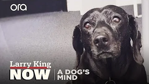 Should I let my dog see my other dead dog?