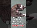 猫にこの曲を聞かせると神だった頃を…と言うか今も神だった件w #保護猫 #捨て猫 #猫のいる暮らし #cat #風呂猫