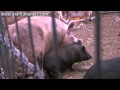 El Gran Cerdo - The big pig