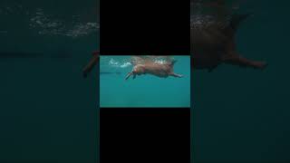 REGERTOUR#тур #море #4x4 #природа #offroad #automobile #see #travel #dog #собака #сапы #путишествие