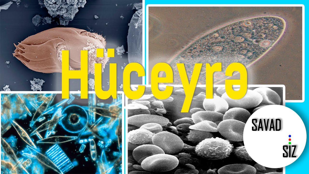 Hüceyrə