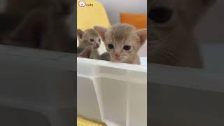 Cute Kittens❤️【48】#Shorts #Cutecat520 #Cat #Kittens #Pets