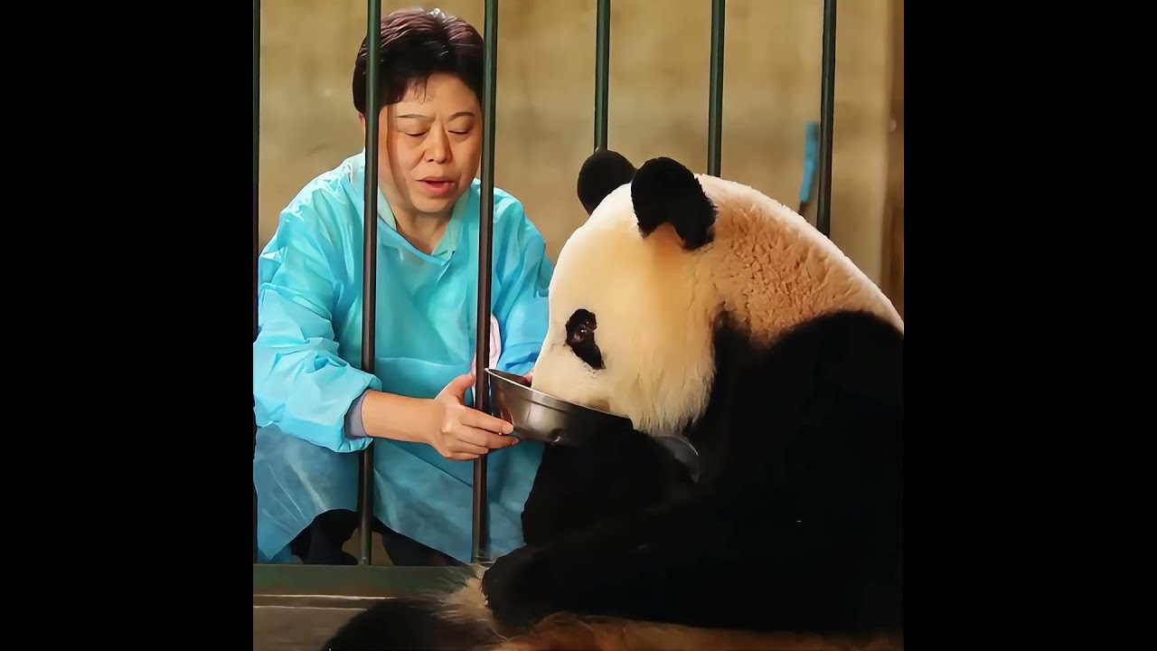 Panda Mom Falls for Sweet Drink, Her Cub Gets Taken for Health Check. #animals #wildlife#fyp#Panda