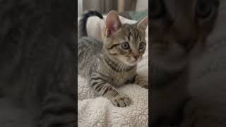 😮⚡ Shocking Cat Attack Caught on Camera with Sound!