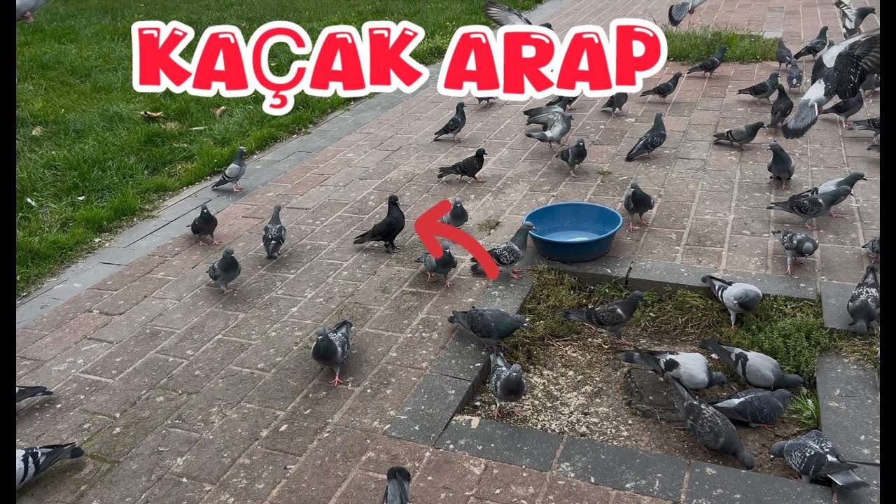 YABANİ GÜVERCİNLER ARASINDA KAÇAK AVI ( TAKLAÇI ARAP )