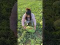 Watermelon# Xinjiang @ Turpan, continuing to open and inspect