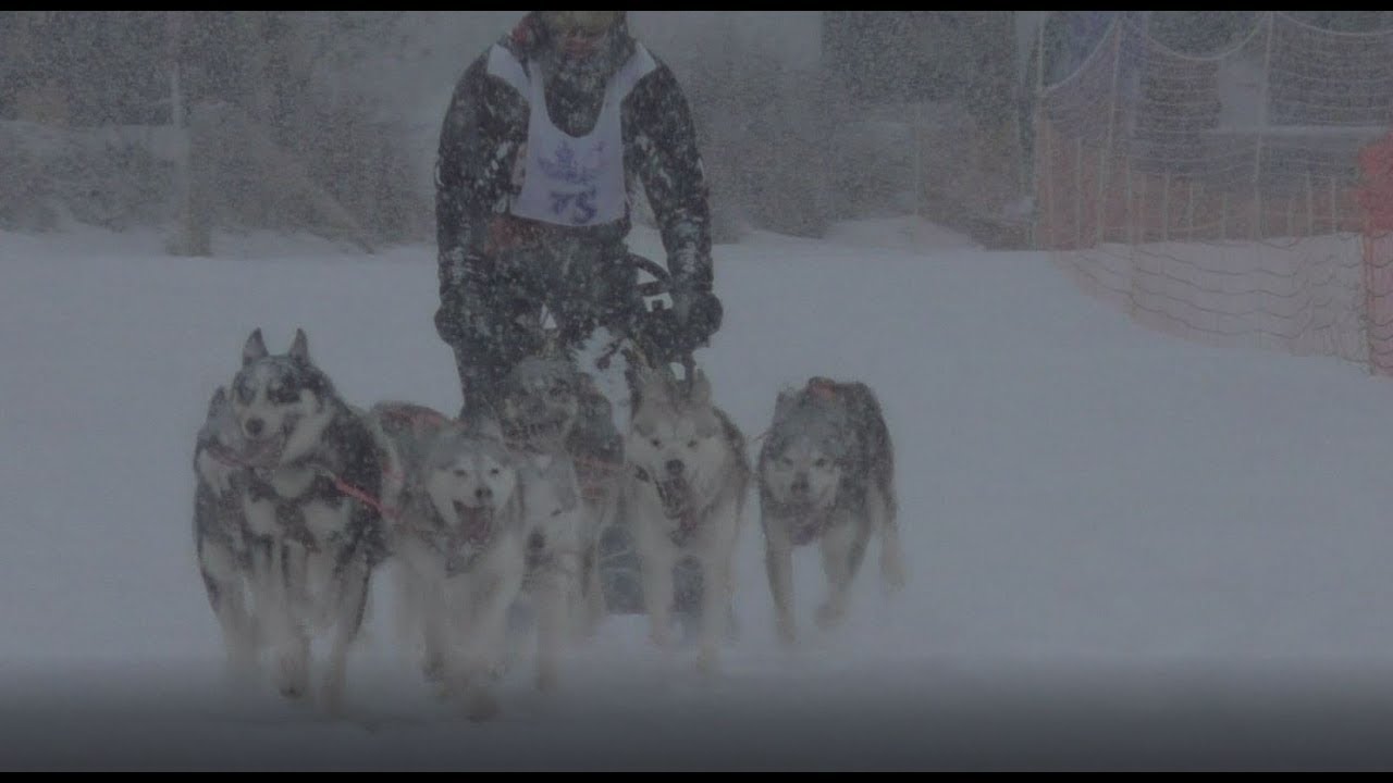 Update Schlittenhunderennen Lenk 2018