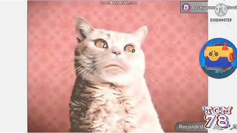 Preview 2 Numa Cat V31 Effects  - P2 Pingu Noot Noot effects