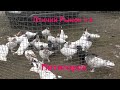 15.03.20. Птичий рынок г. Пятигорск ч 4.The bird market in Pyatigorsk, part 4.