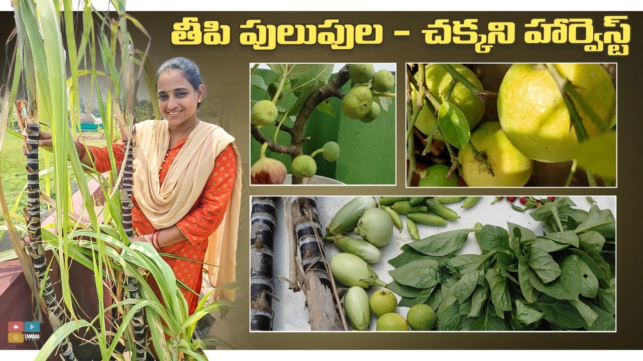 Sweet & Sour harvest || TELUGU GARDEN VLOG