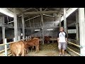 SAPI pedet LIMOUSIN SUPER langsung dari kandang, harga spesial blum bau solar, full bonus