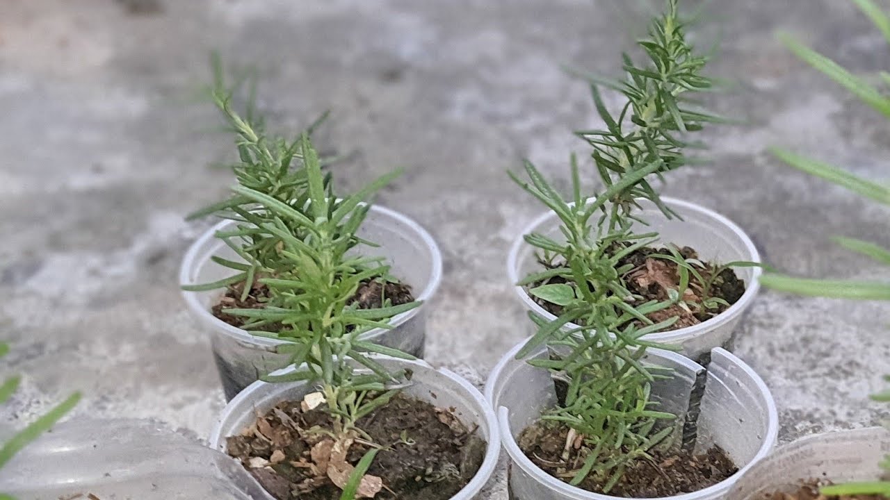 Não ERRE mais ao plantar ALECRIM.  Como plantar alecrim de galho da feira