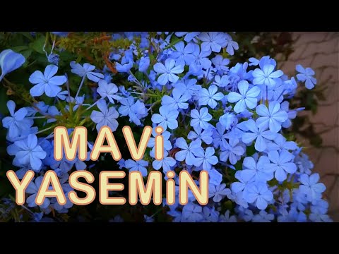 Mavi Yasemin Çiçeği (Plumbago) | Kısa Bahçe Turu