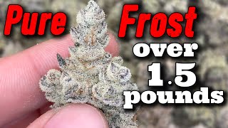 PURE FROST FINAL WEIGHT