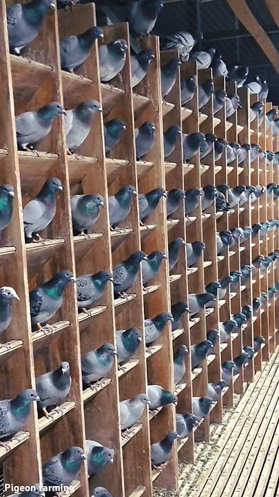 Amazing Pigeon farming #farming #agriculture #pigeon #pigeons #pigeonfarm #shorts #foryou #farm