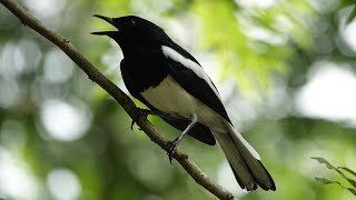 Kicau Burung: Kompilasi Nyanyian ORIENTAL MAGPIE-ROBIN, Singapura