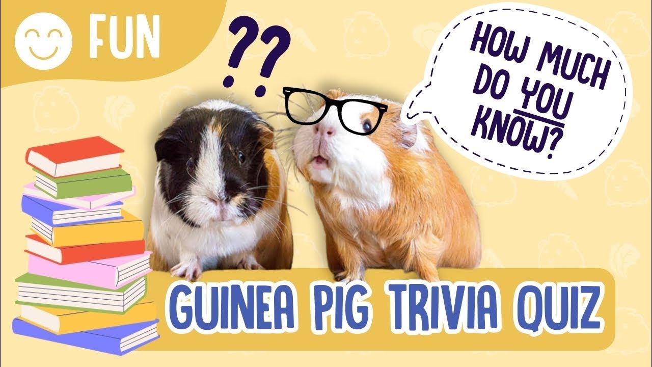 Guinea Pig TRIVIA QUIZ Guinea Pigs Australia YouTube