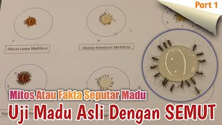 Uji Madu Asli Dengan Semut | Mitos Atau Fakta Seputar Madu | Part 1